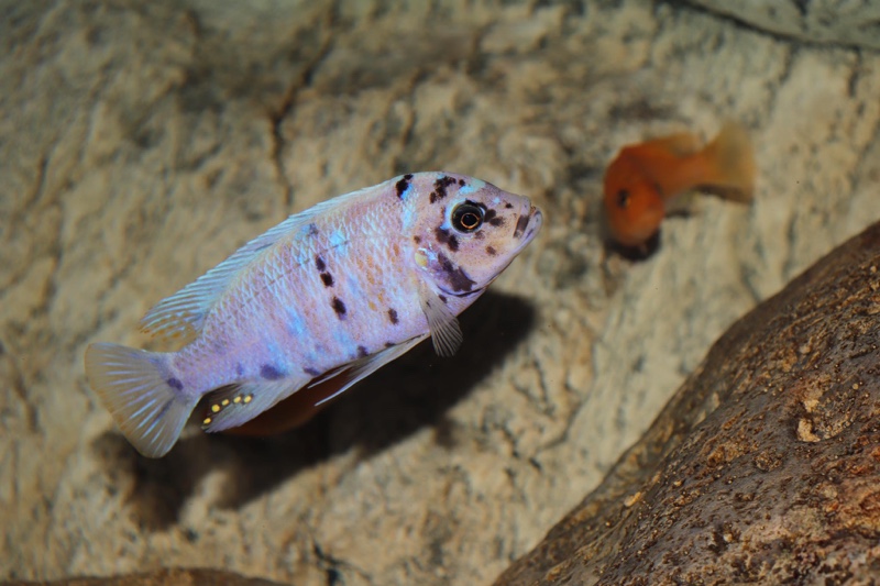 Maylandia zebra 'Likoma Island'